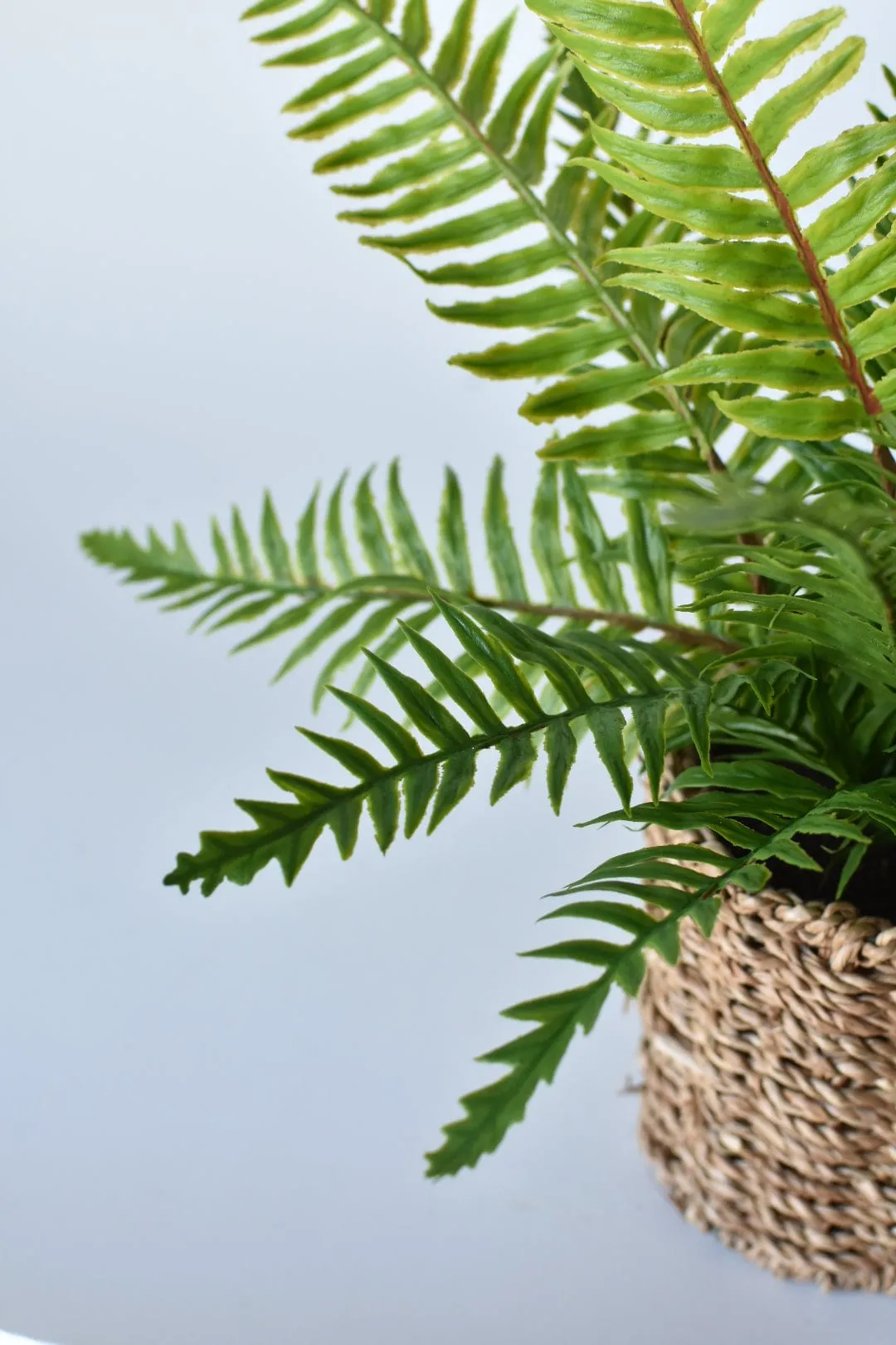 15" Faux Boston Fern in Seagrass Basket Container