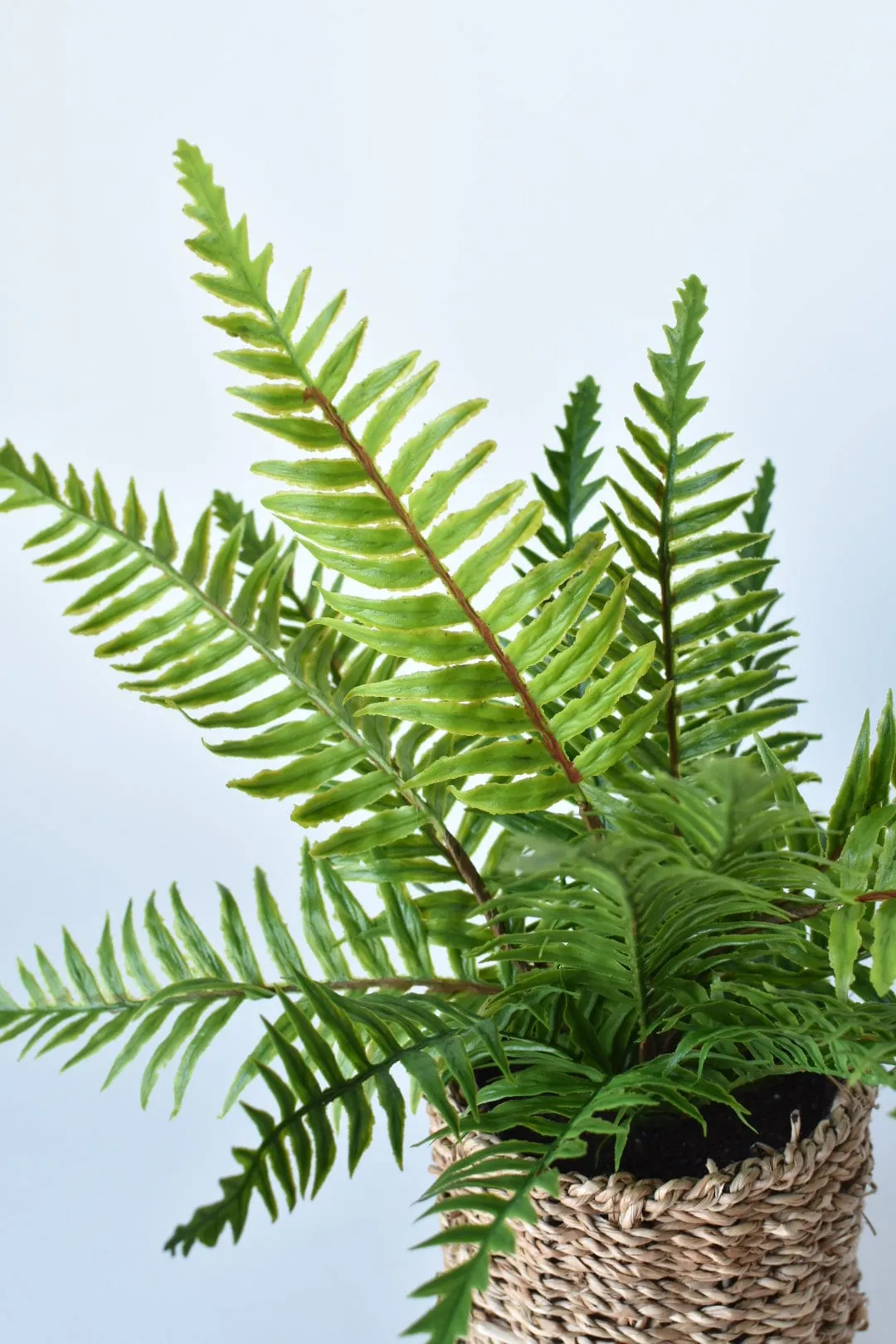 15" Faux Boston Fern in Seagrass Basket Container