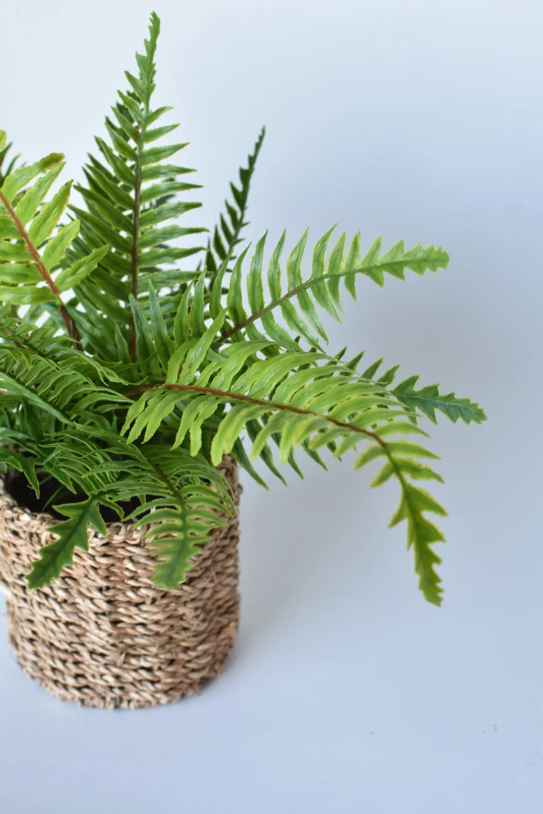 15" Faux Boston Fern in Seagrass Basket Container