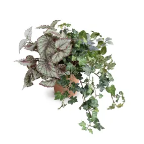 Begonia, Fittonia & Ivy in Terracotta 12"H