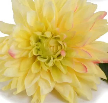 Dahlia Stem, 20" L - Yellow