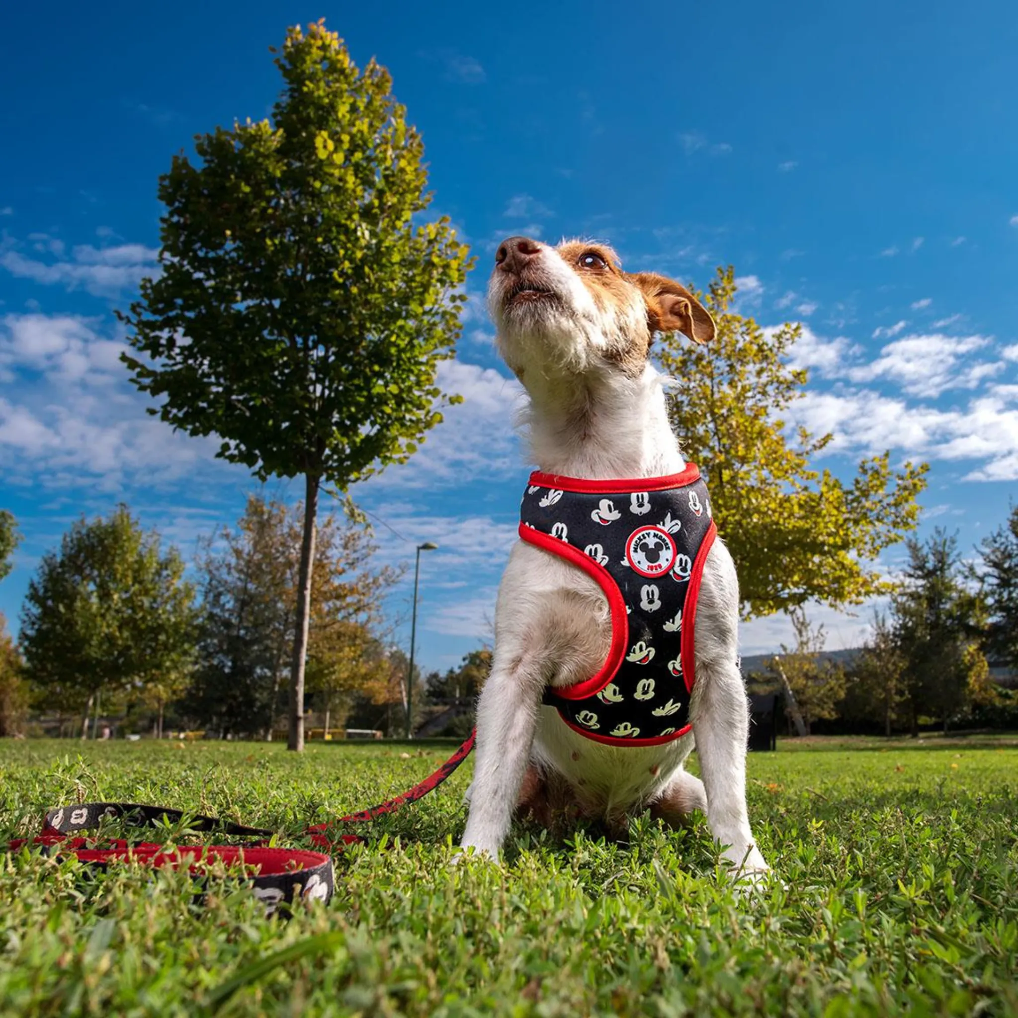 Mickey Mouse Reversible Dog Harness