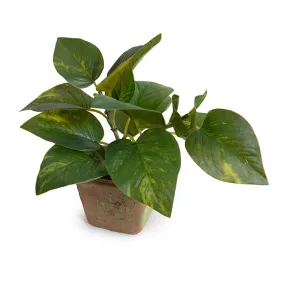 Pothos in Terracotta 9"H